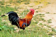 肉雞養(yǎng)殖成本要如何控制？